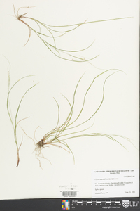 Carex swanii image