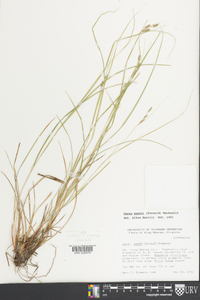 Carex swanii image