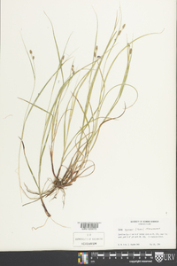 Carex swanii image