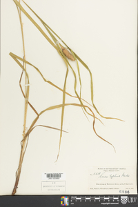 Carex typhina image