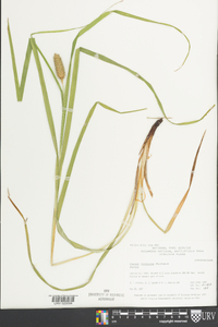 Carex typhina image