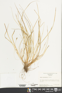 Carex willdenowii image