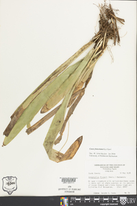 Carex fraseriana image