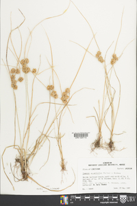 Cyperus acuminatus image