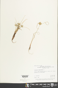 Cyperus compressus image