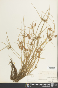 Cyperus diandrus image