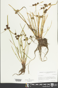 Cyperus difformis image