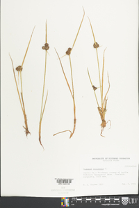 Cyperus difformis image