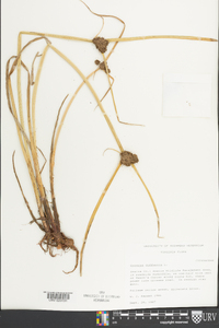 Cyperus difformis image