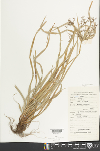Cyperus diffusus image