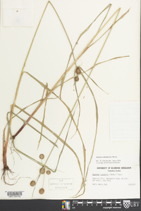 Cyperus echinatus image