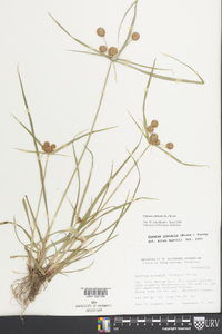 Cyperus echinatus image