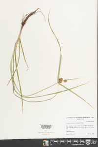 Cyperus echinatus image