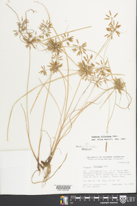 Cyperus filicinus image