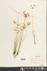 Cyperus filiculmis image