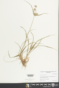 Cyperus filiculmis image