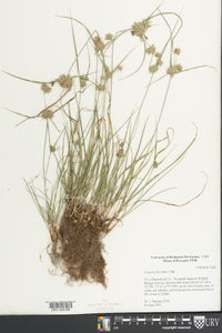 Cyperus filiculmis image