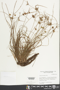 Cyperus filiculmis image