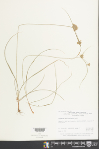 Cyperus filiculmis image