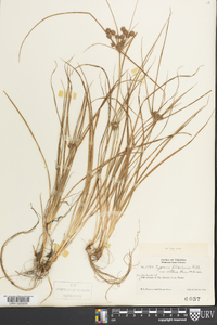 Cyperus filiculmis image