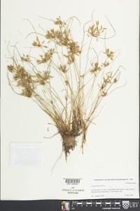 Cyperus flavescens image