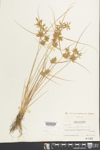 Cyperus flavescens image