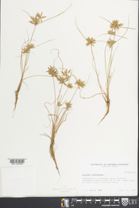 Cyperus flavescens image