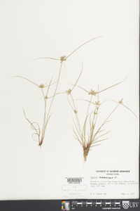 Cyperus flavescens image