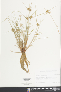 Cyperus flavescens image