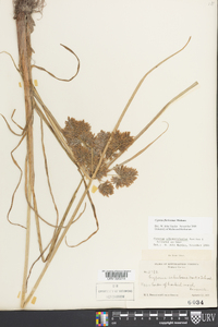 Cyperus flavicomus image