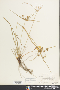 Cyperus globulosus image