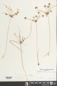 Cyperus grayi image