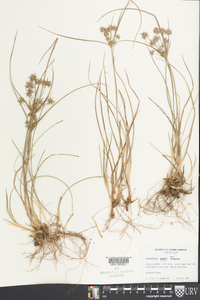 Cyperus grayi image