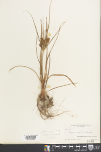 Cyperus hystricinus image