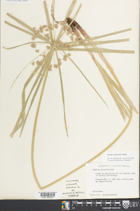 Cyperus involucratus image