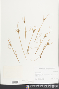 Cyperus iria image