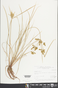 Cyperus iria image