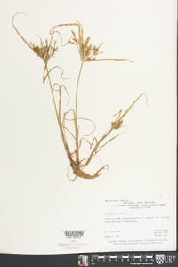 Cyperus iria image