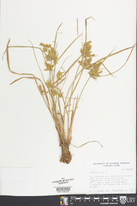 Cyperus iria image