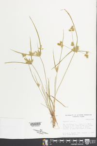 Cyperus iria image