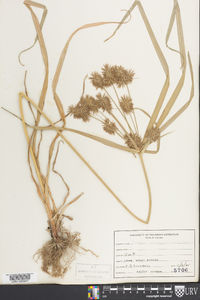 Cyperus lancastriensis image