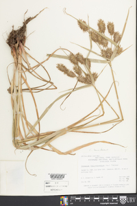 Cyperus lancastriensis image