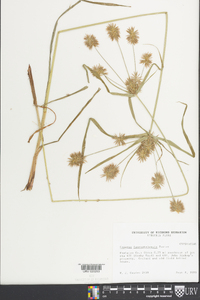 Cyperus lancastriensis image