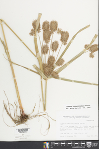 Cyperus lancastriensis image