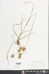 Cyperus lancastriensis image