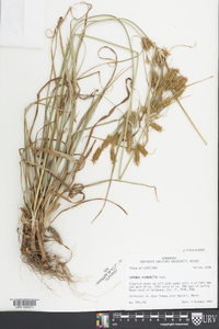 Cyperus plukenetii image