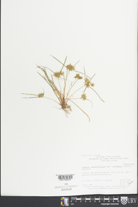 Cyperus polystachyos image