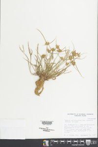 Cyperus polystachyos var. texensis image