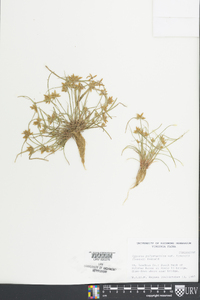 Cyperus polystachyos image