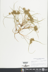 Cyperus polystachyos var. texensis image